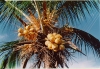 Foto Kokosnüsse