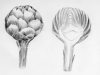 Drawing, artichoke