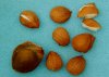 Photo, apricot kernels