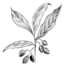 Drawing, bay leaves