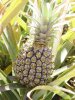 Photo, pineapple