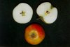 Photo, apples