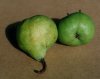 Photo, pears
