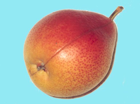 Photo, pears