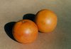 Photo, grapefruit