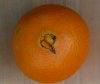 Photo, navel orange