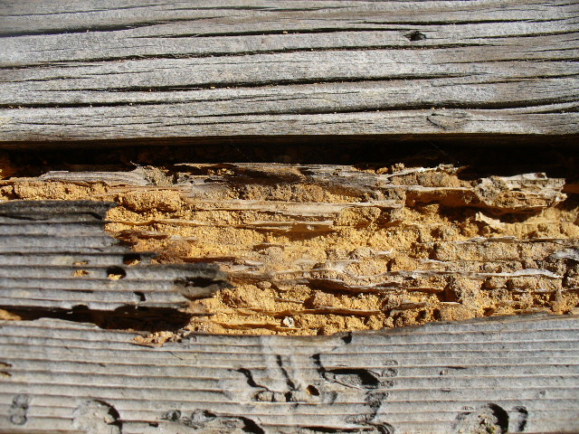 Fraßspuren an Holz