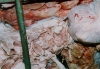 Foto Fleisch