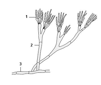 Vortrag Dr. Scharnow Abbildung 4 Transport Informations Service