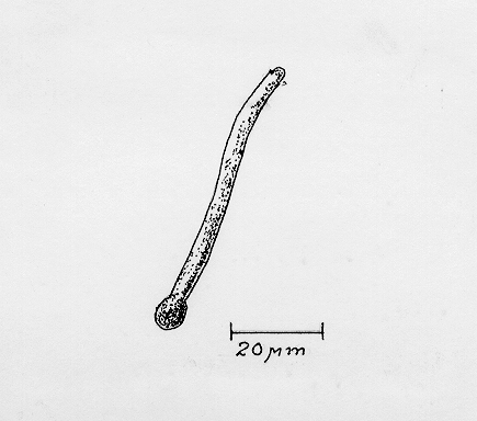 Vortrag Fr. Dr. Scharnow SVT 1998 Abbildung 23 Transport Informations