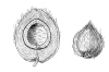 Zeichnung Kokosfaser