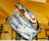 Foto Fisch
