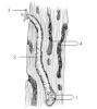 Pfahlbohrwurm