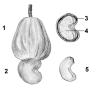 Zeichnung Cashewnüsse