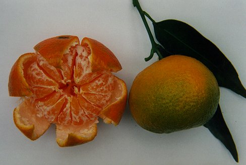 Clementinen Abbildung 2 Transport Informations Service