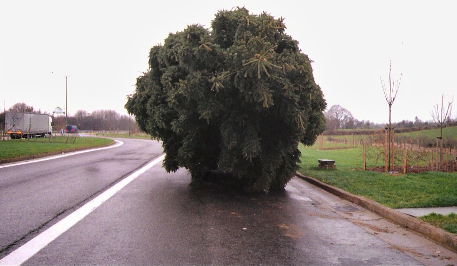 Photo of the month - December 2025 - Christmas special