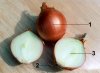 Photo, onions