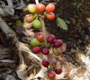 coffee cherries