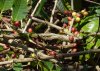 Coffee plant