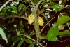 Cacao tree