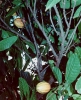 Cacao tree