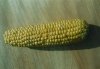 Photo, corn