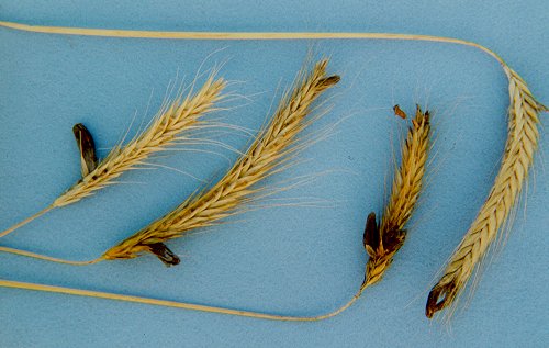 Rye, Figure 4 – Transport Informations Service