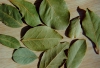 Photo, bay leaves