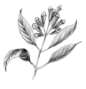 Drawing, clove branch