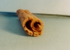 Photo Cassia lignea