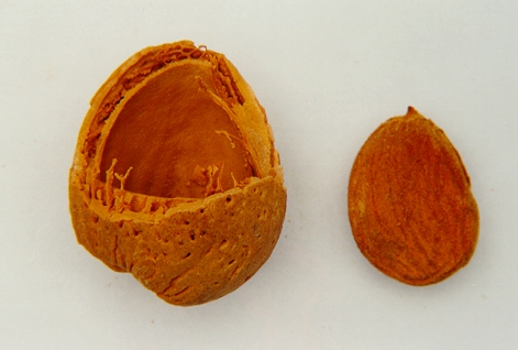 Almonds, Figure 7 – Transport Informations Service