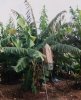 Photo, banana bush