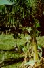 Photo, banana bush