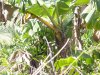 Photo, banana bush