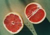 Photo, grapefruit