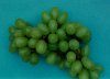 Photo, white grapes