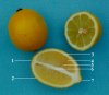 Photo, lemons