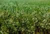 Photo, soybean field