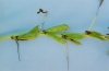Photo, soybean plant