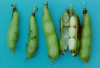 Photo, soybean pods