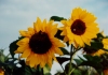 Photo, sunflower