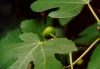 Photo, figs