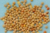 Photo, lentils